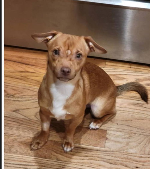 Burger, an adoptable Chihuahua in Westminster, MD