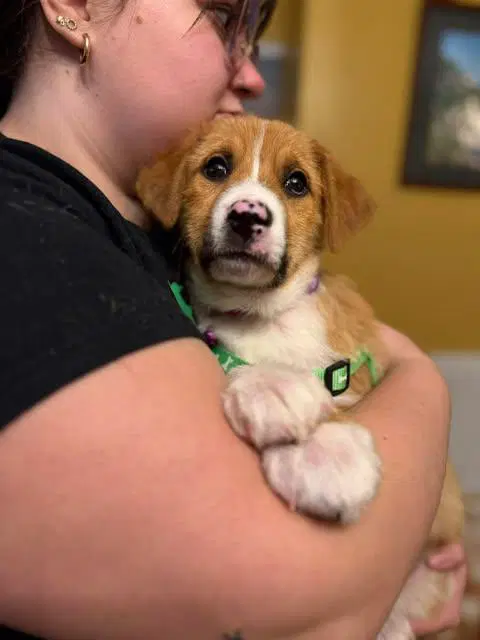 Puppy Teddy image 4