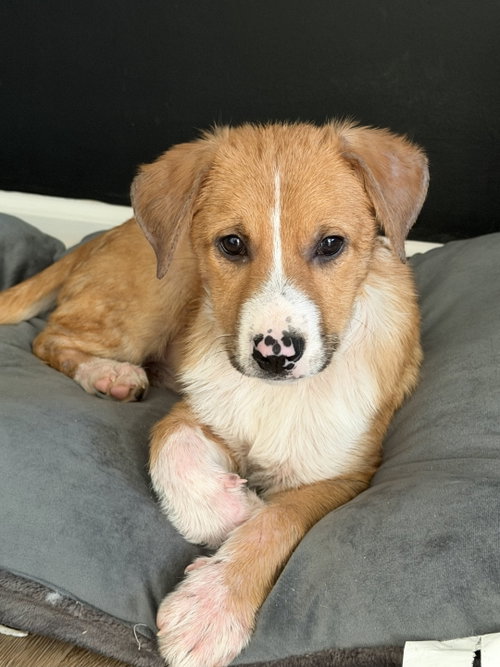 Photo 5 of Puppy Teddy