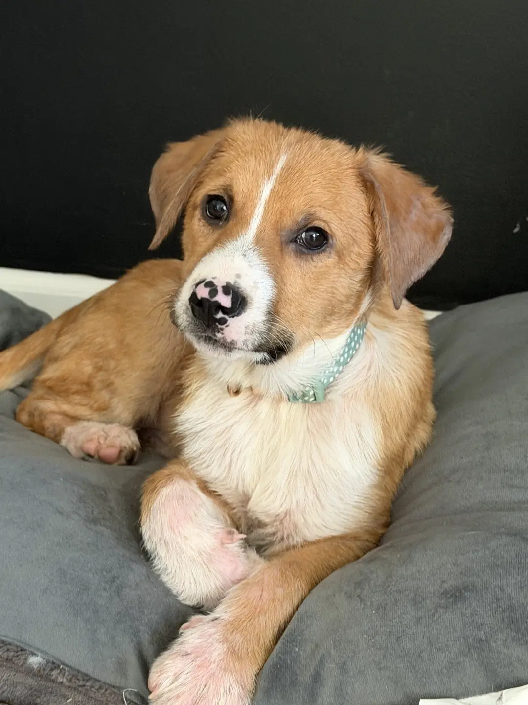 Puppy Teddy image 3