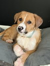 Puppy Teddy