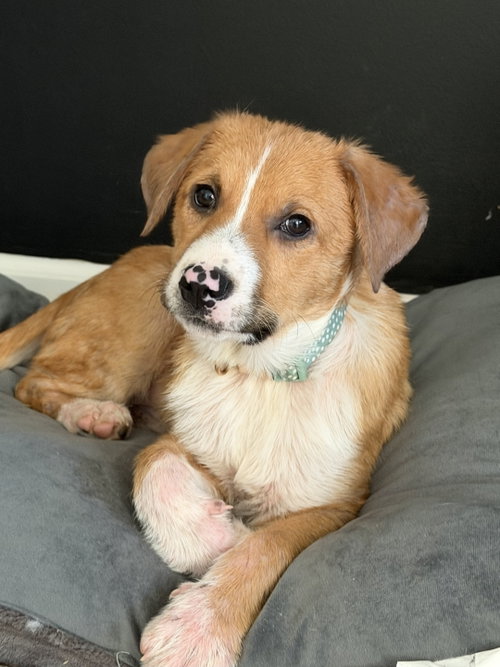 Photo 3 of Puppy Teddy