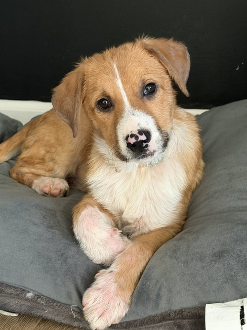Photo 6 of Puppy Teddy