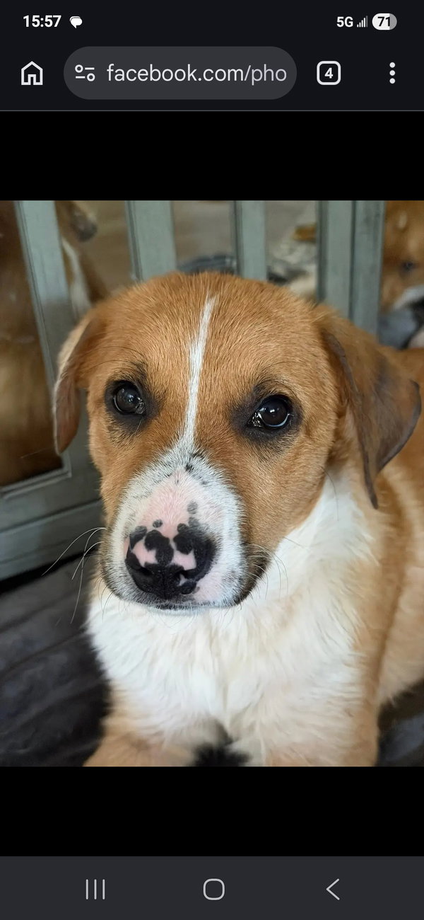 Puppy Teddy
