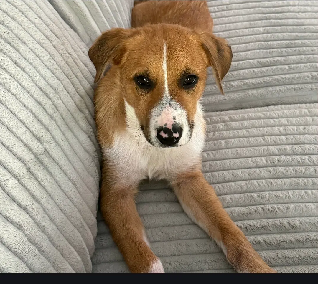 Puppy Teddy image 2