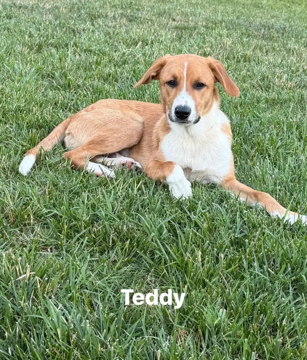 Puppy Teddy - Hound