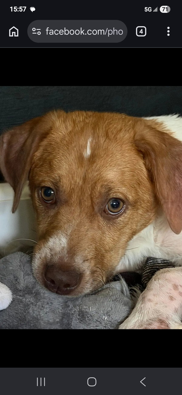 Puppy Milo