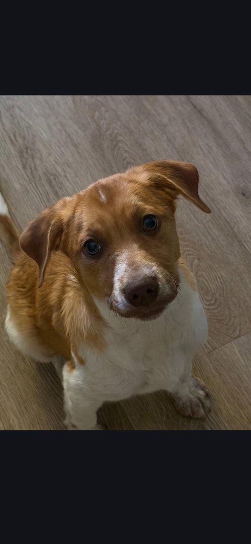Puppy Milo, an adoptable Terrier in Westminster, MD