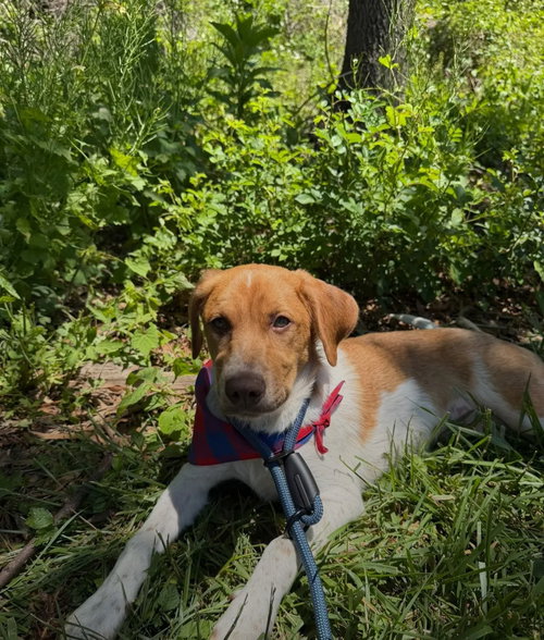 Puppy Milo (Heinz 57), an adoptable Hound in Westminster, MD