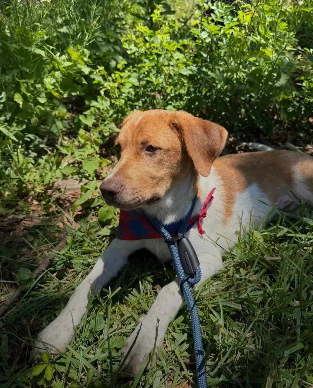Puppy Milo image 3