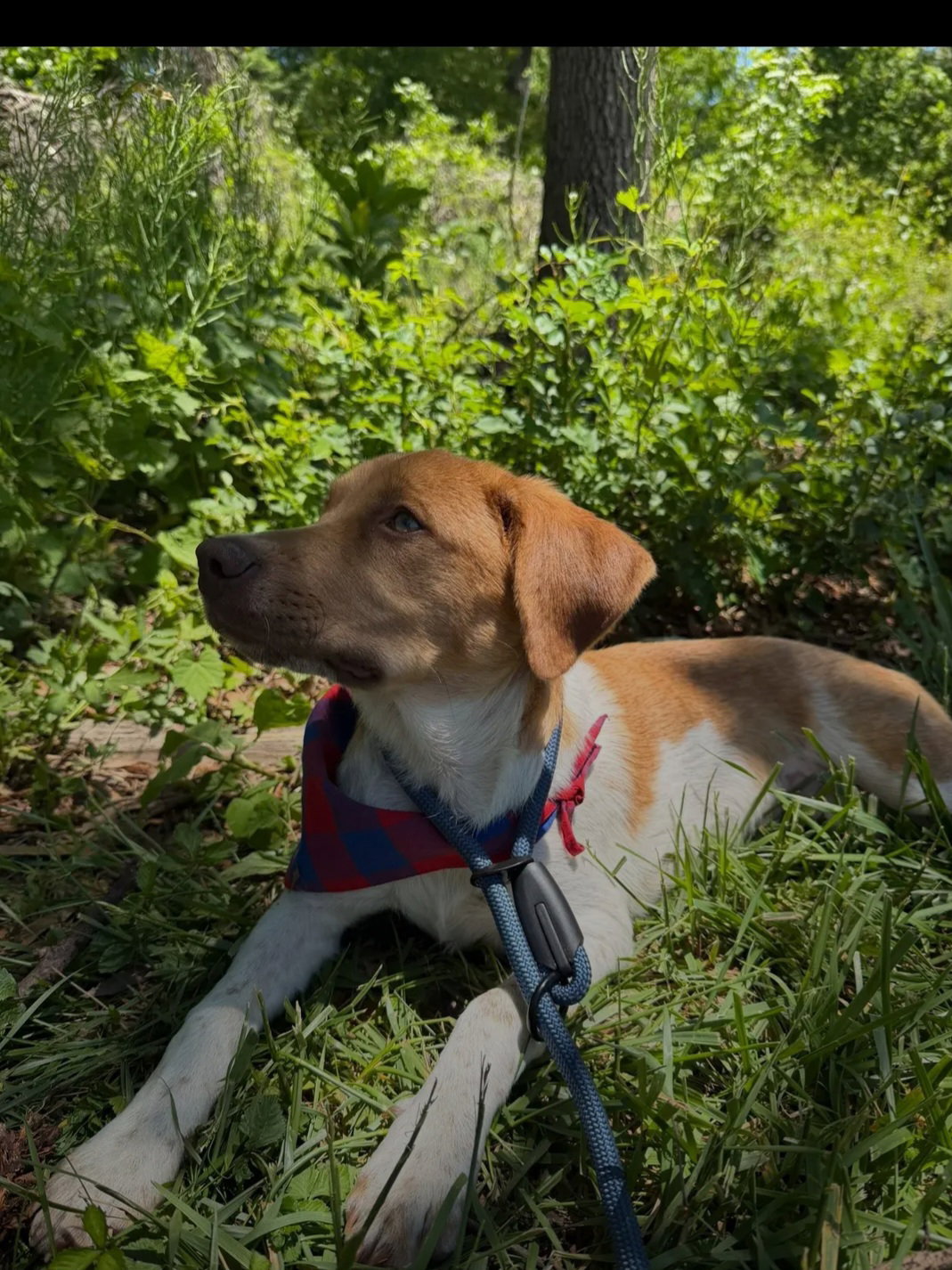 Puppy Milo, photo 9