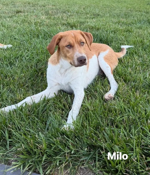 Puppy Milo, an adoptable Hound in Westminster, MD