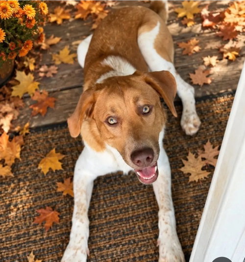 Puppy Milo, a dog for adoption from Reach Out Rescue & Resources