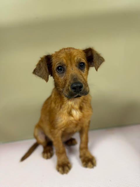 Puppy Hunter, an adoptable Terrier in Westminster, MD