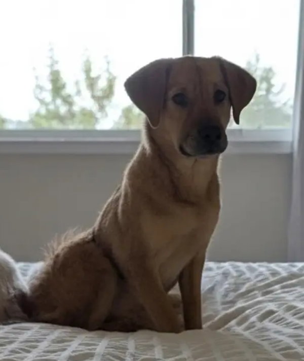 Puppy Hunter