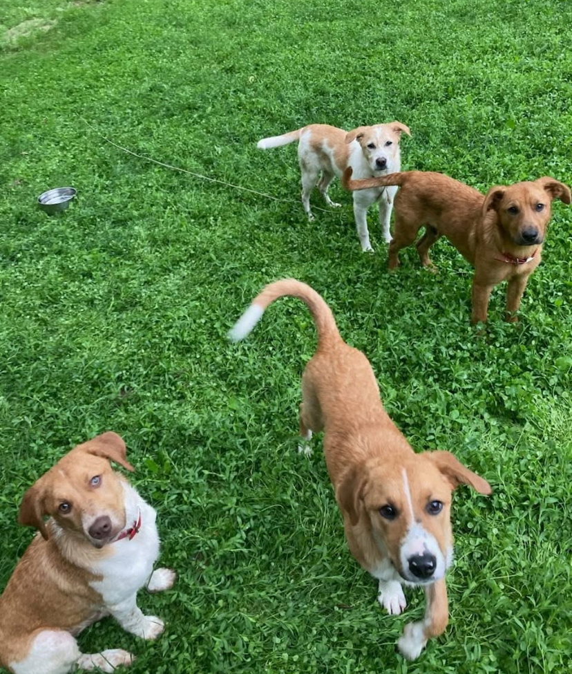 Puppy Hunter (Heinz 57)