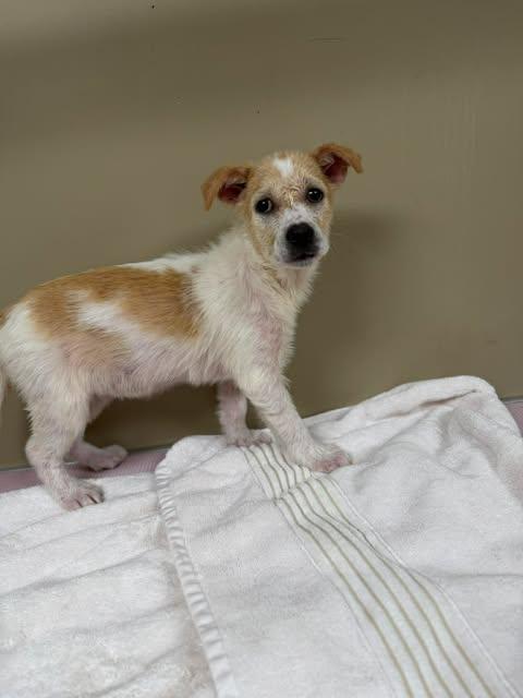 Puppy Biscuit, an adoptable Terrier in Westminster, MD