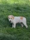 Puppy Biscuit (Heinz 57)