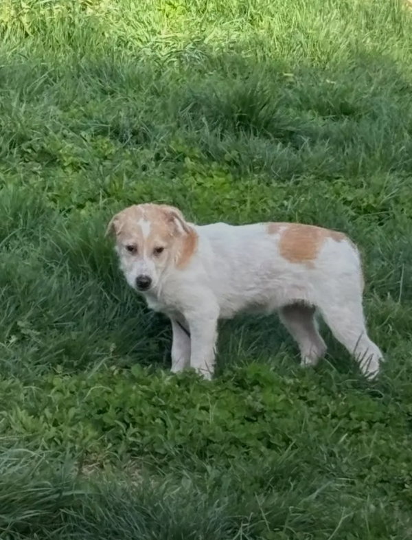 Puppy Biscuit