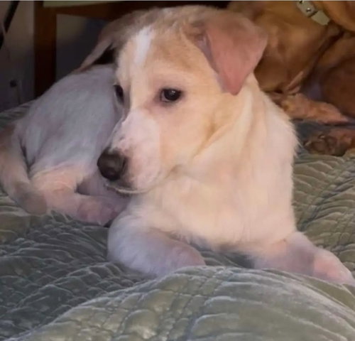 Puppy Biscuit, an adoptable Terrier in Westminster, MD
