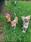 Puppy Biscuit (Heinz 57)