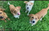 Puppy Biscuit (Heinz 57)