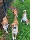 Puppy Biscuit (Heinz 57)