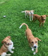 Puppy Biscuit (Heinz 57)