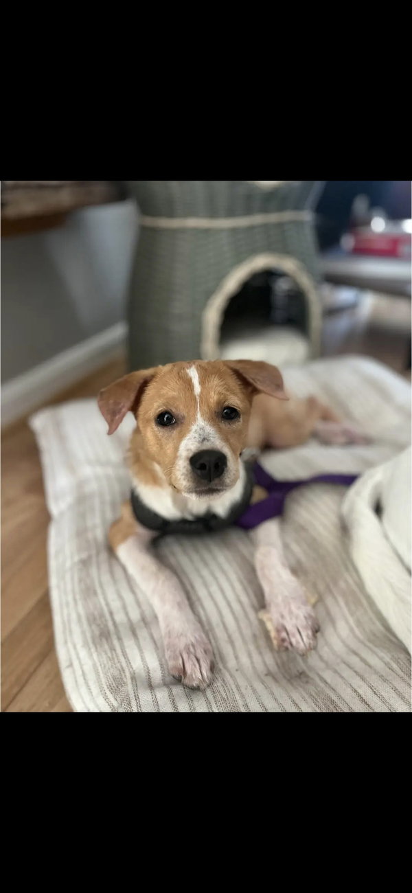 Puppy Diva