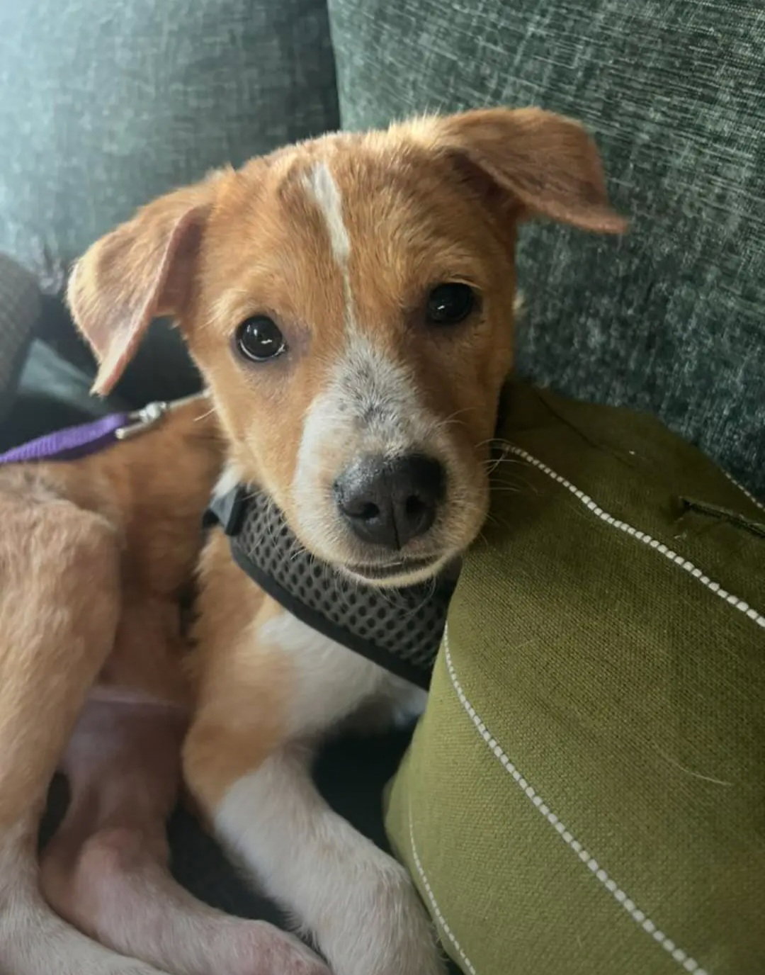 Puppy Diva