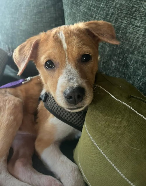 Puppy Diva, an adoptable Terrier in Westminster, MD