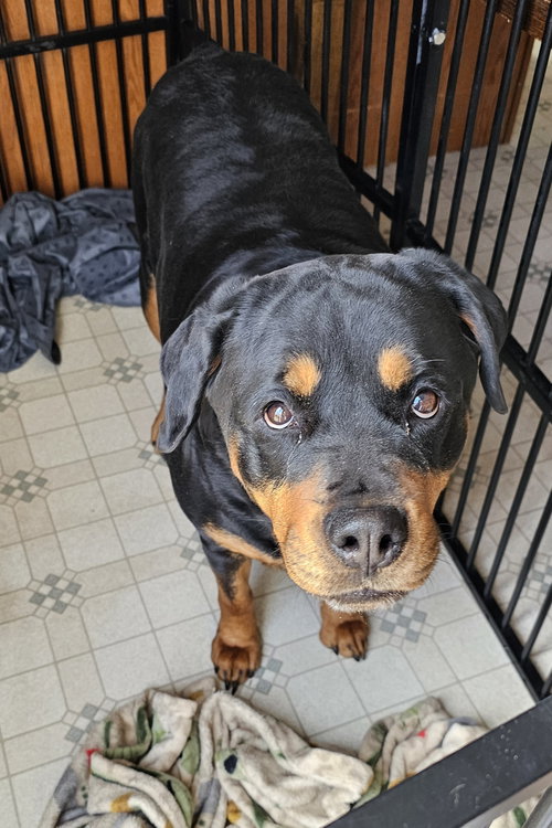 Zodi, an adoptable Rottweiler in Westminster, MD