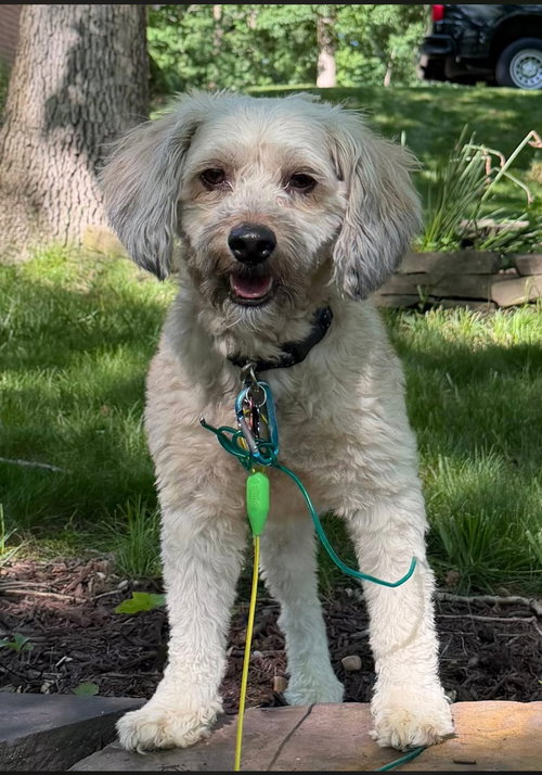 Nino, an adoptable Poodle in Westminster, MD
