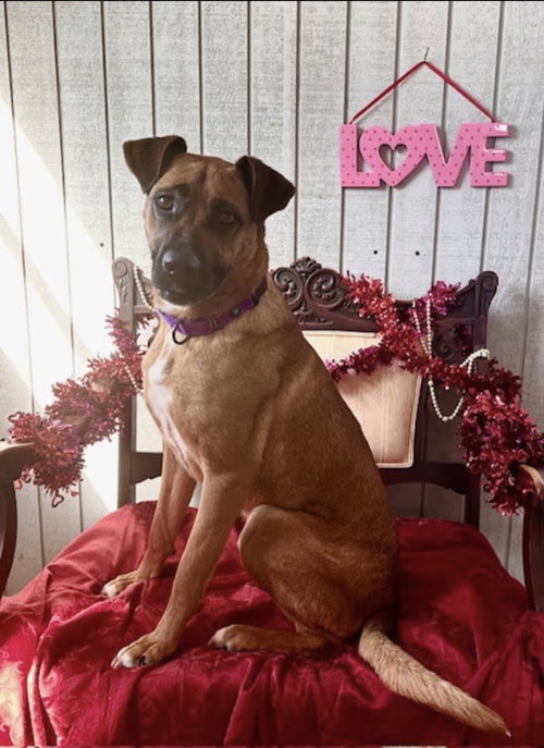 Birdie, an adoptable German Shepherd Dog in Westminster, MD