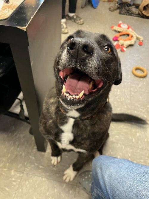 Isabelle, an adoptable American Bulldog in Westminster, MD