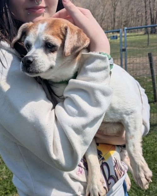 Little Ann, an adoptable Jack Russell Terrier in Westminster, MD