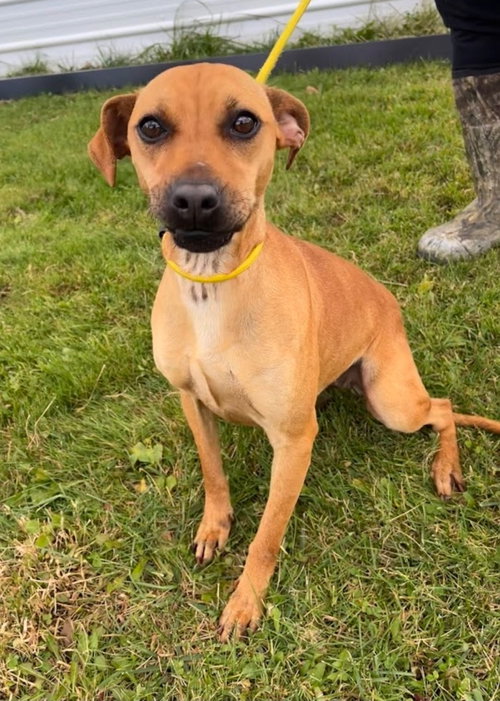 Sally, an adoptable Terrier in Westminster, MD