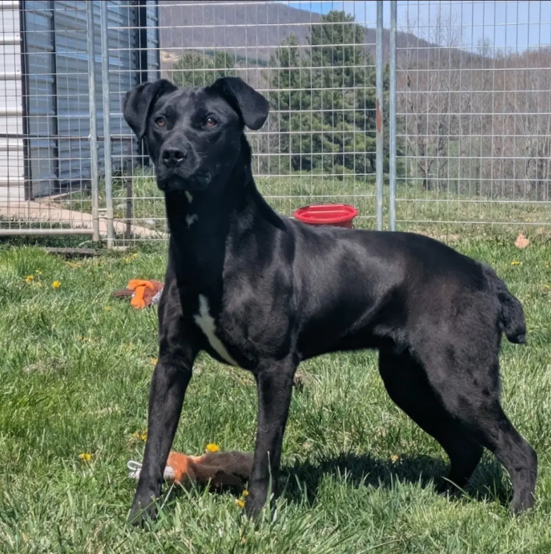 Scrappy - Boxer