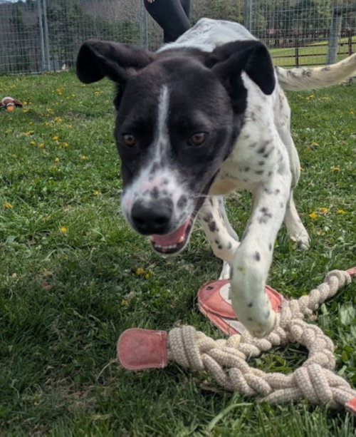 Muttley, an adoptable English Pointer in Westminster, MD
