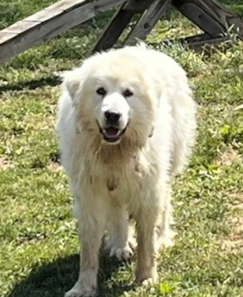 Ghost, an adoptable Great Pyrenees in Westminster, MD