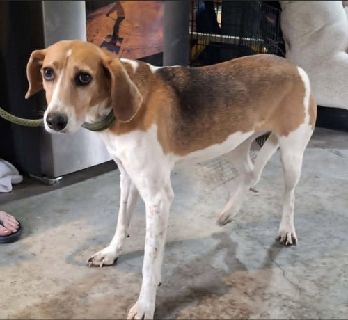 Jolene, an adoptable Foxhound in Westminster, MD