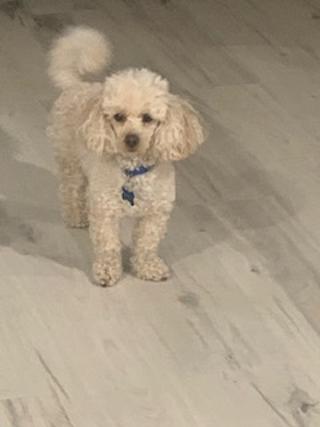 Kai, an adoptable Poodle in Westminster, MD