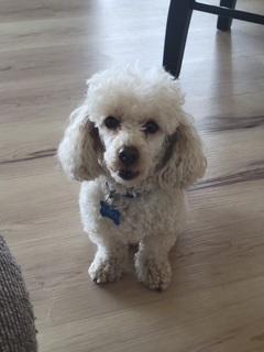 KAI - Poodle (Toy) available for adoption