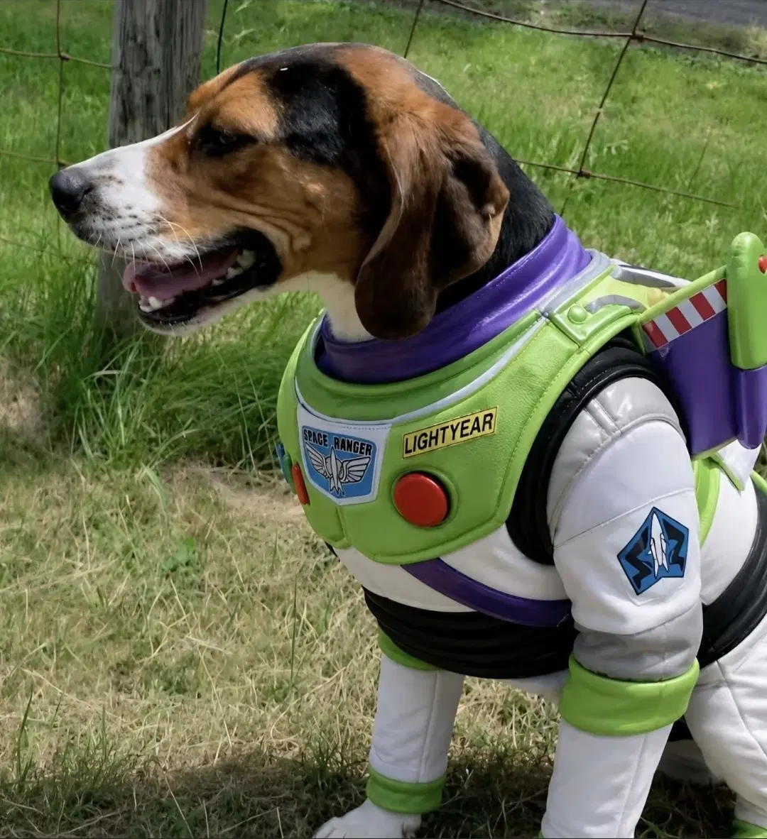 Buzz Lightyear - Treeing Walker Coonhound