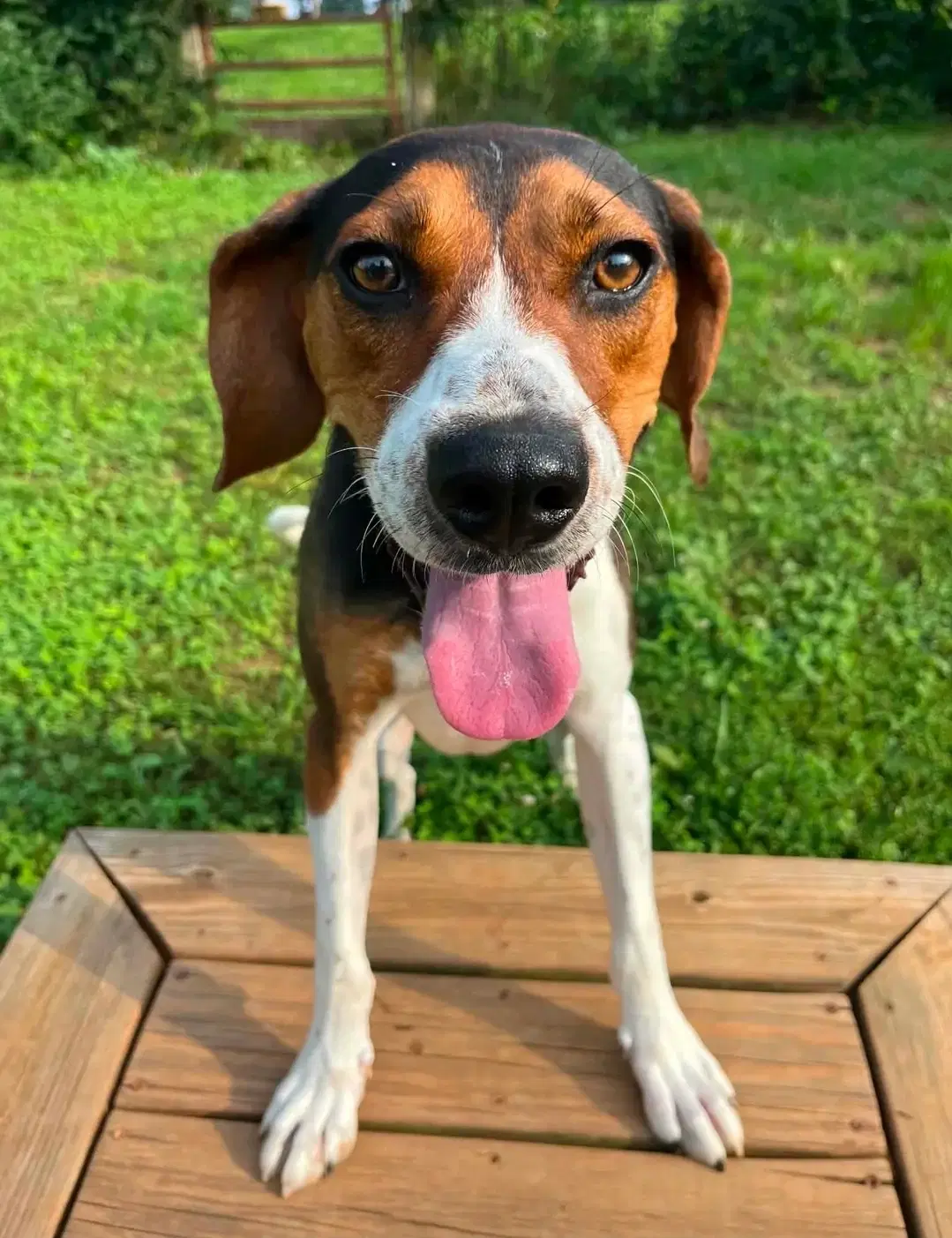 Buzz Lightyear - Treeing Walker Coonhound