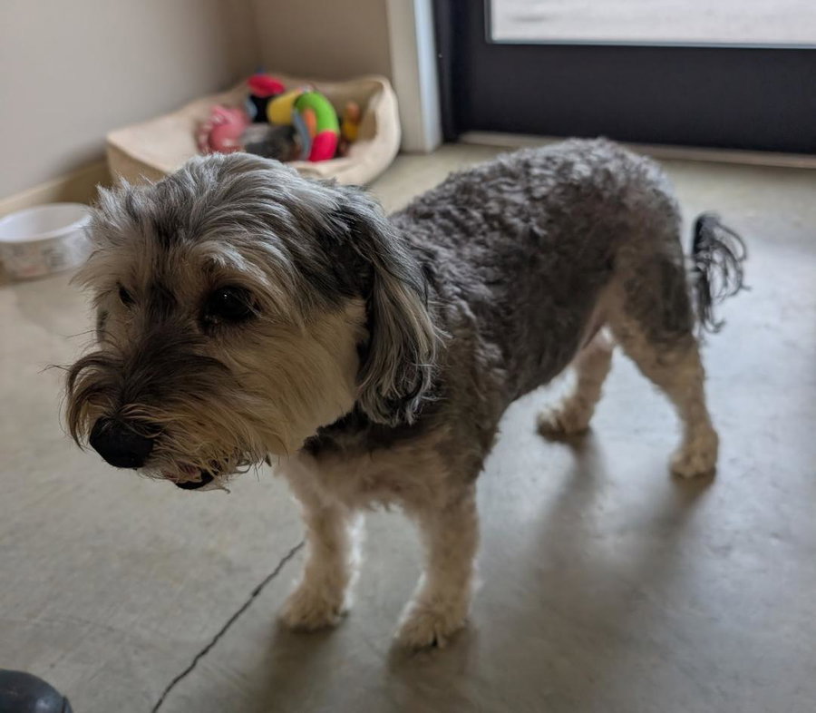 Cooper