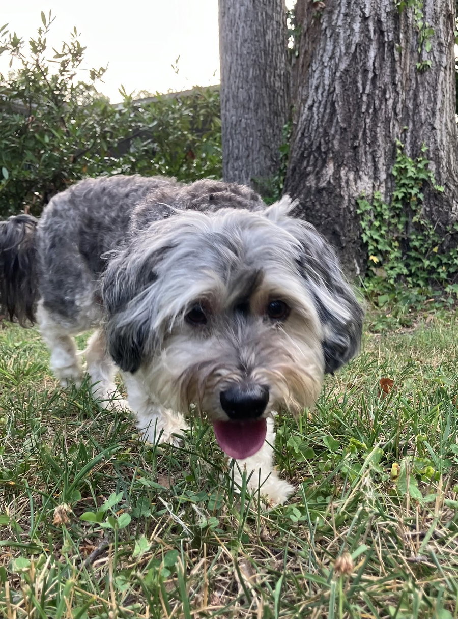 Cooper