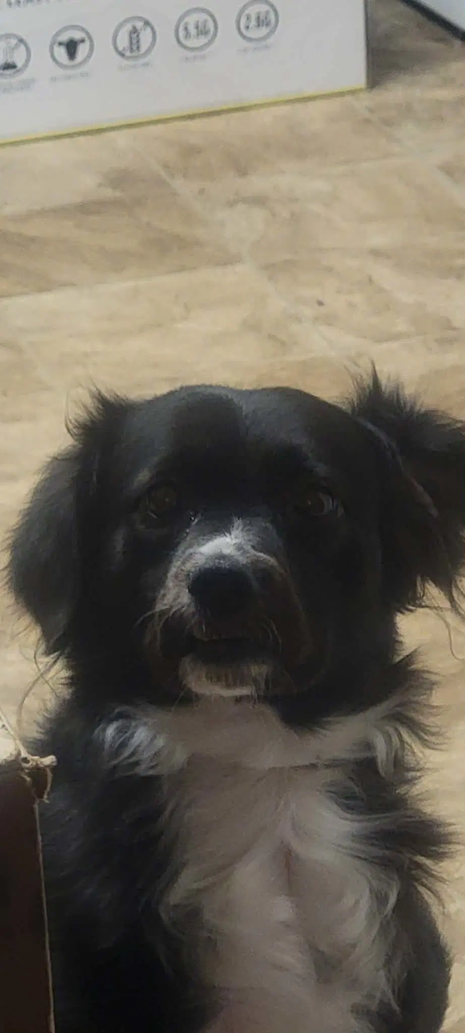 Oreo - Border Terrier