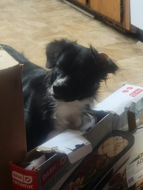 Oreo photo 6