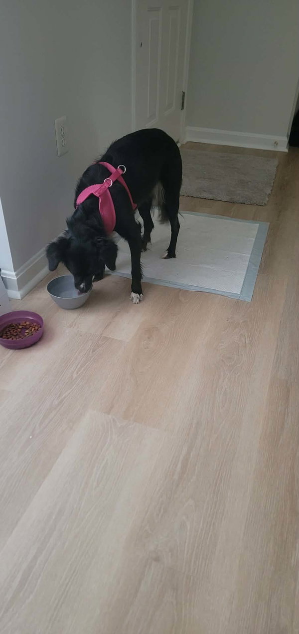 Oreo